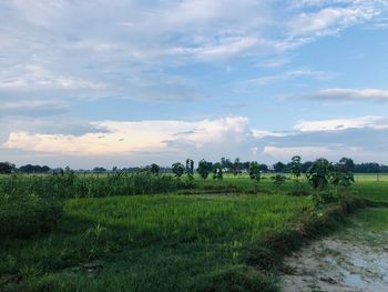 Scenic view of agricultural field against sky