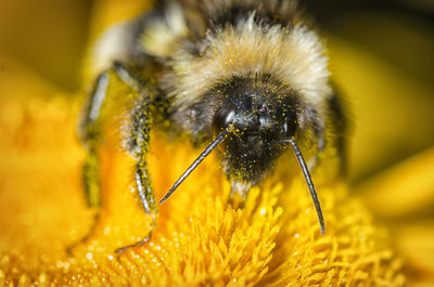 Close-up of insect on flower