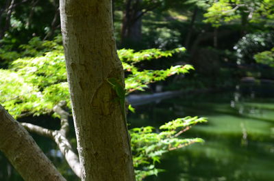 Close-up of tree trunk in forest