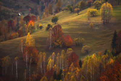 Trees on field during autumn