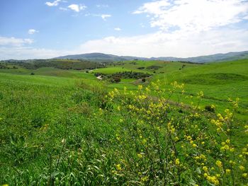 Scenic view of field against sky