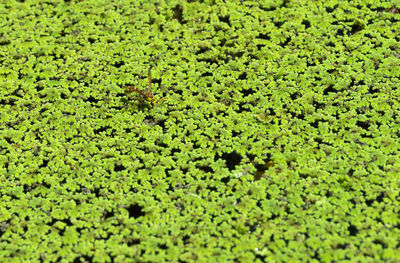 Full frame shot of green leaves on field