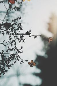 Low angle view of tree against sky