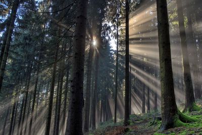 Sunlight streaming through trees in forest