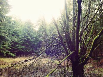 Trees growing on landscape