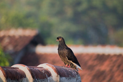 Close-up of pigeon perching on a wall