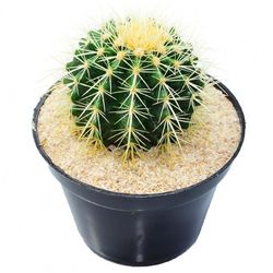 High angle view of cactus in pot
