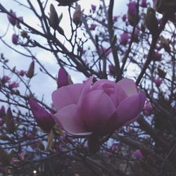 Close-up of pink flowers