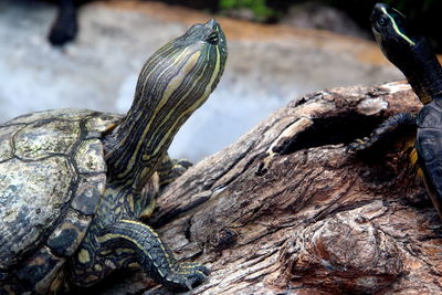 Close-up of turtle 