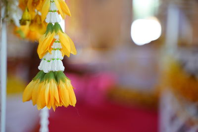 Close-up of yellow flower against blurred background