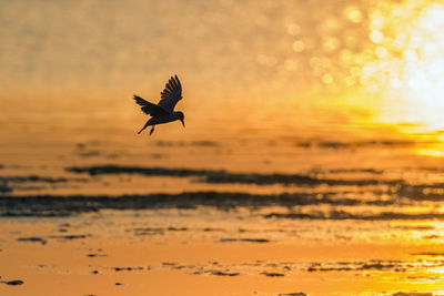 Bird flying over sea during sunset