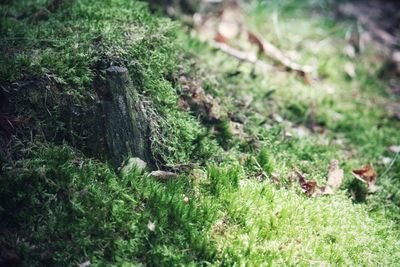 High angle view of moss on land in forest