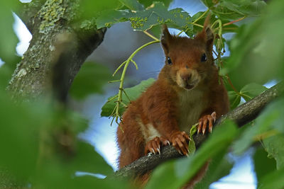 Portrait of a squirrel on tree