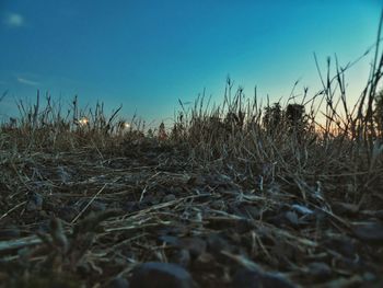 Plants growing on field