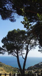 Low angle view of trees by sea against clear sky