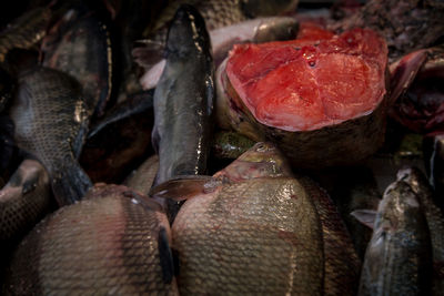 Close-up of fish for sale in market