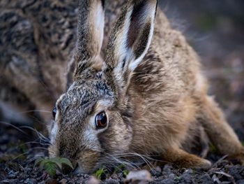 Close-up of an animal on field