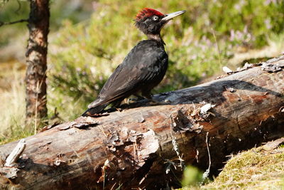 Close-up of bird perching on log