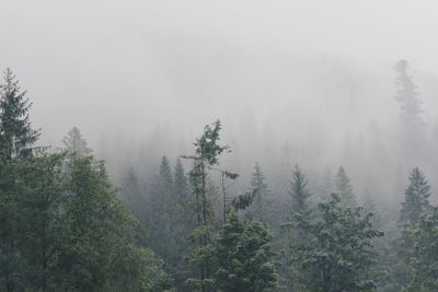 Trees in forest during foggy weather