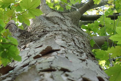Low angle view of lizard on tree trunk