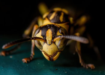 Close-up of insect