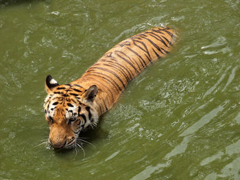 High angle view of tiger swimming in lake