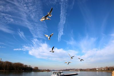 Bird flying over sea