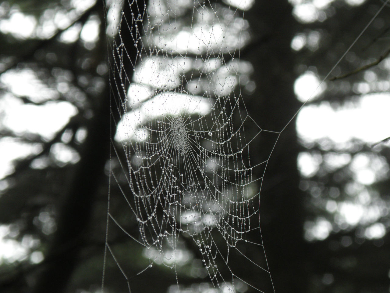 spider web, fragility, black and white, close-up, focus on foreground, nature, plant, animal themes, animal, tree, monochrome, no people, spider, day, monochrome photography, black, beauty in nature, arachnid, outdoors, one animal, intricacy, animal wildlife, complexity, wildlife, macro photography, selective focus, sunlight, trapped, tranquility, pattern, branch, growth, insect