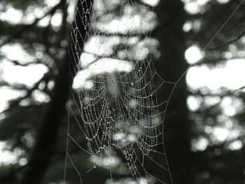 spider web