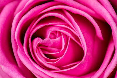 Full frame shot of pink rose