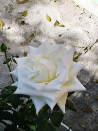 Close-up of white rose blooming outdoors