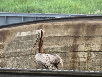 Close-up of bird perching on wall