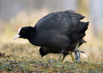 Close-up of a bird