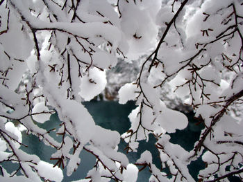 Close-up of snow covered tree