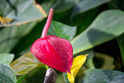 Close-up of red flowering plant