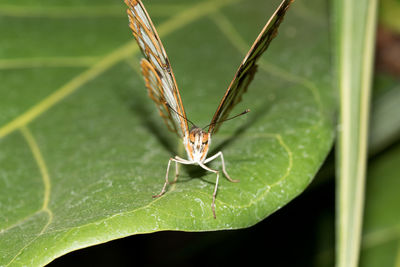 Close-up of butterfly on leaf