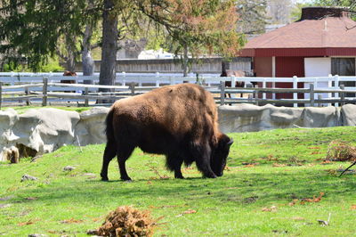 Bison grazing on field