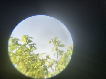 Scenic view of tree against sky