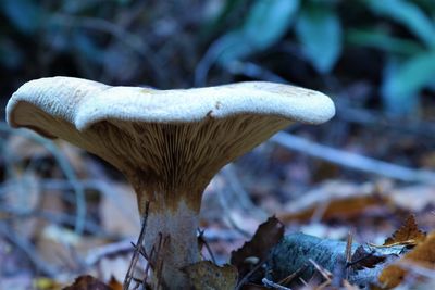 Close-up of mushroom growing during autumn