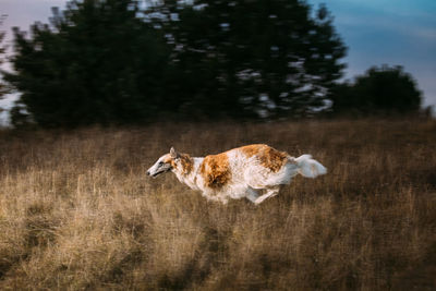 Horse standing on field