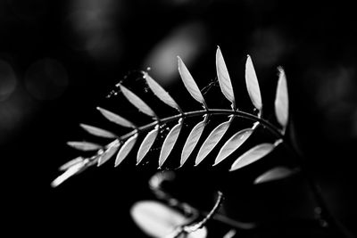 Close-up of leaf against black background