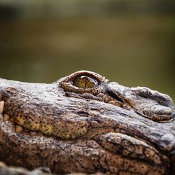 Close-up of crocodile 