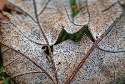 High angle view of dry leaves on plant