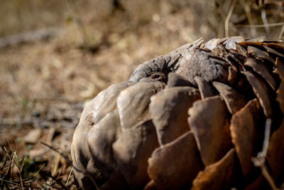 Close-up of animal skull on field