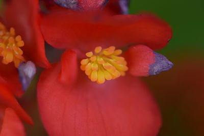 Close-up of yellow flower