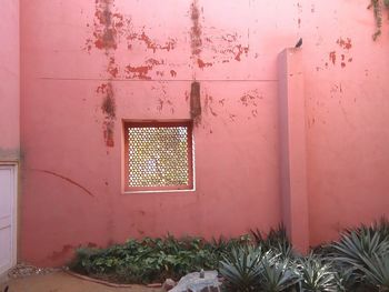 Plants growing on wall