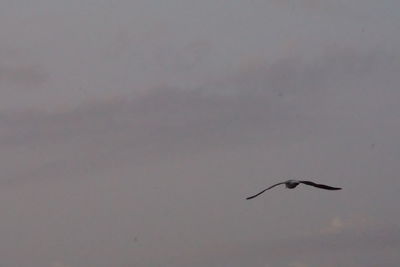 Bird flying in the sky