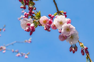 Low angle view of cherry blossoms against sky