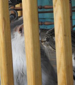 Close-up of a cat