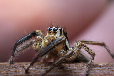 Close-up of spider